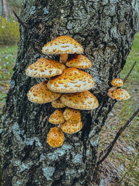 Foto setas en un árbol en el bosque de otoño enfoque selectivo