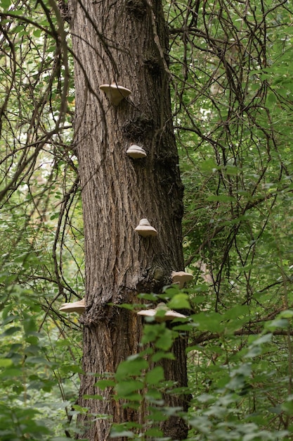 Setas de árbol en la corteza de un árbol