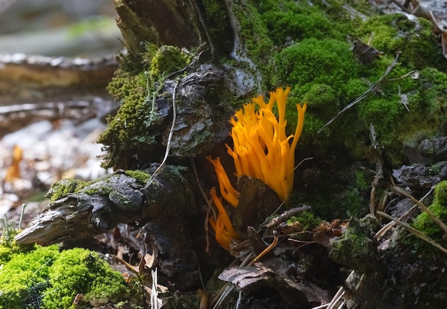 Foto setas barba de cabra ramaria flava creciendo en el bosque enfoque selectivo fondo borroso