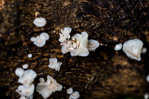 Las setas blancas crecen en la madera.