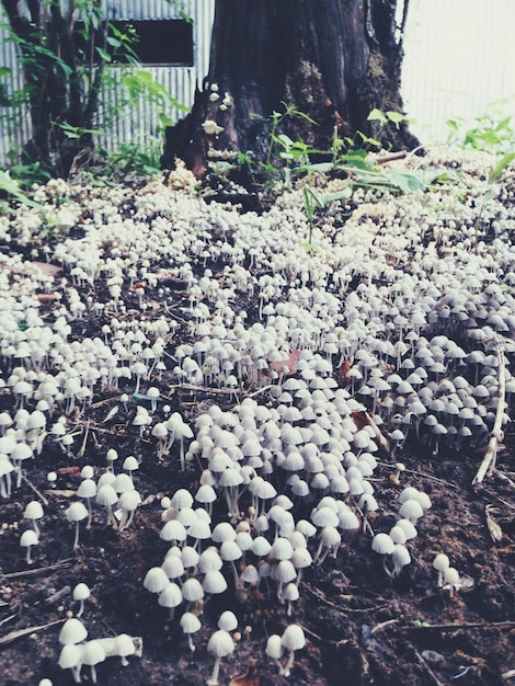 Foto setas blancas que crecen en el campo