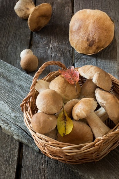 Setas-boletus blanco fresco edulis en la cesta para cocinar. Otoño.