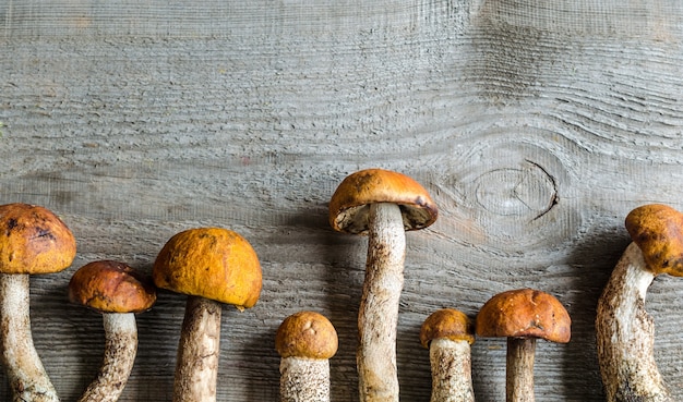 Setas boletus de capa naranja