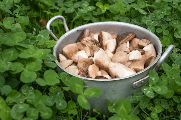 Setas boletus edulis deliciosas crudas en sartén