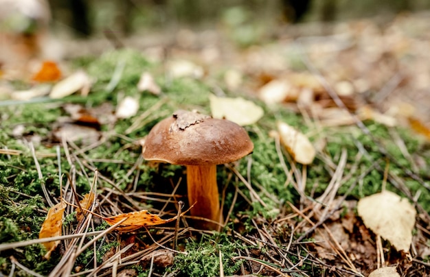 Setas Boletus Edulis en Madera