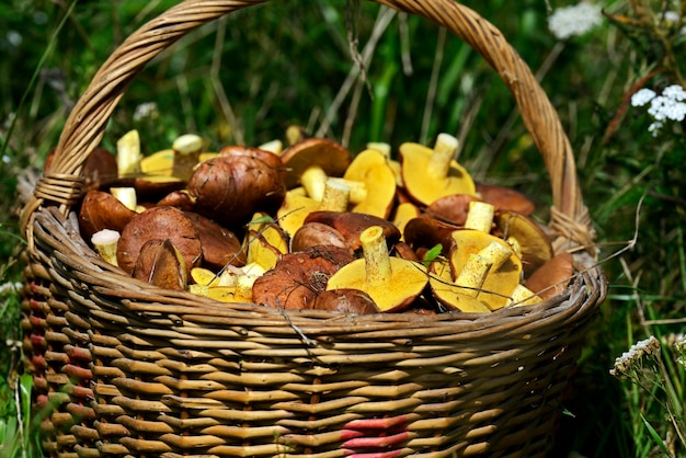 Setas boletus recolectadas en un claro del bosque