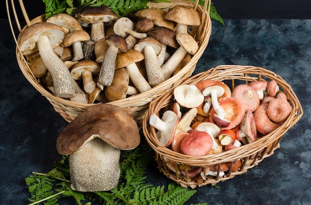 Setas boletus silvestres comestibles crudas frescas y russula en cestas sobre una superficie oscura. Recolección de setas de otoño.