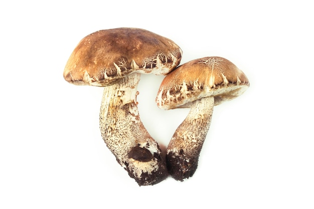 Setas boletus