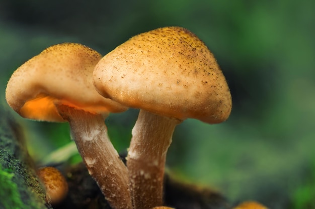 Setas en un bosque cerca del árbol Setas y musgo bosque de otoño