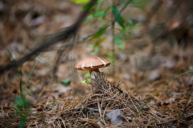 Setas en el bosque, en un entorno natural, entre agujas de coníferas y jovencitos verdes.