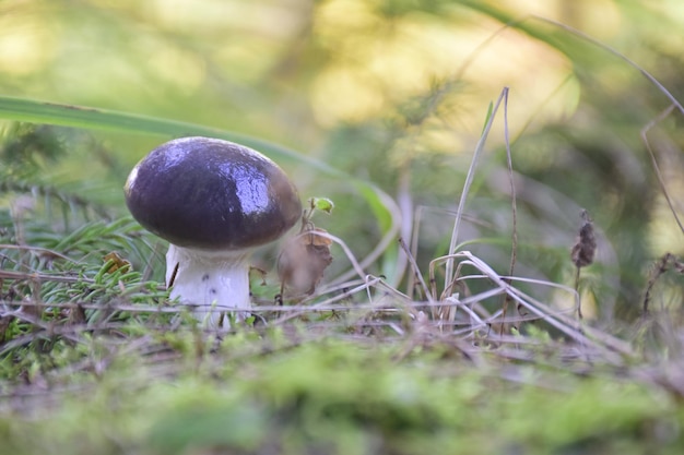 Setas del bosque en estado salvaje en el bosque de otoño Ulyanovsk Rusia