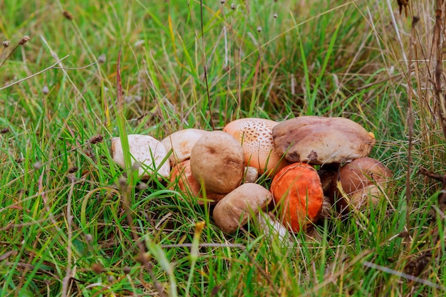 Setas del bosque en la hierba