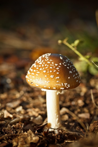 Setas del bosque de otoño