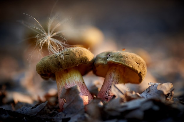 Foto setas del bosque en el primer de la luz del sol.