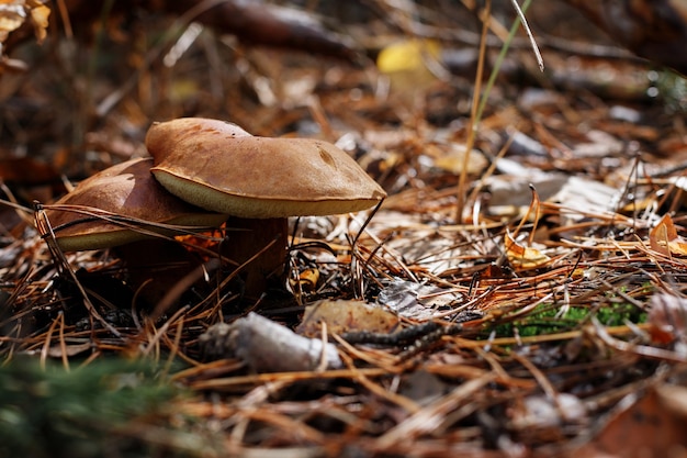 Foto setas en el bosque en primer plano de otoño. cosecha