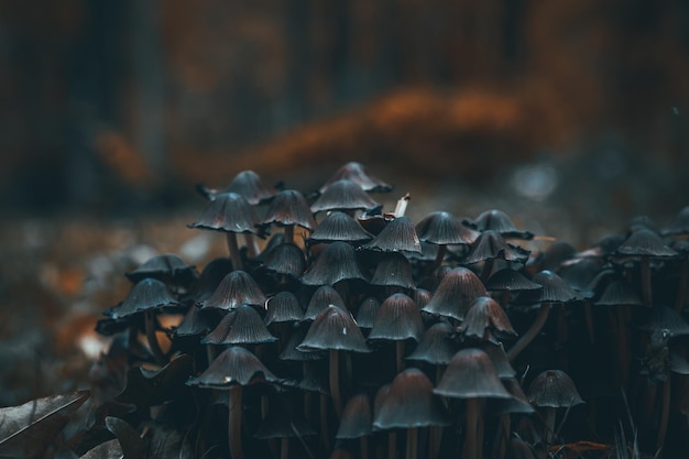 Foto setas en el bosque, setas silvestres en el tocón de abeto. tiempo de otoño en el bosque.