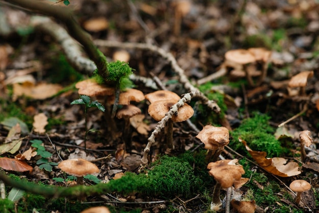 Foto setas en el bosque