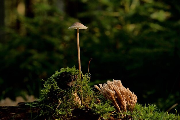 Foto setas en el bosque