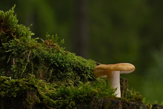 Setas en el bosque