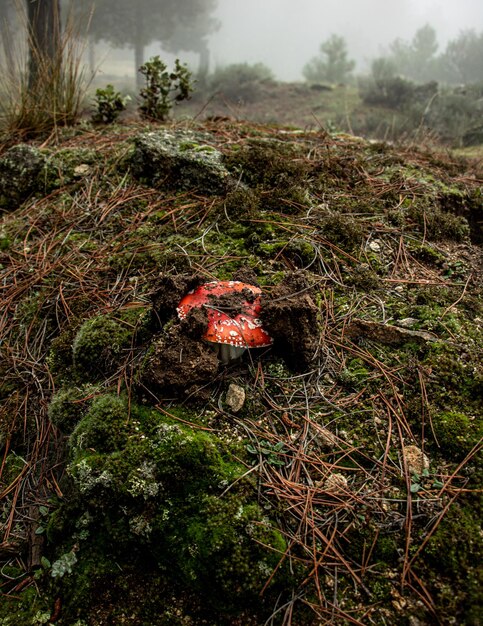 setas en el bosque