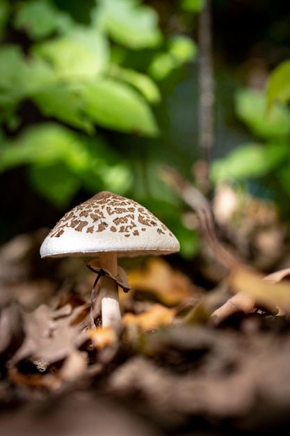 setas en el bosque