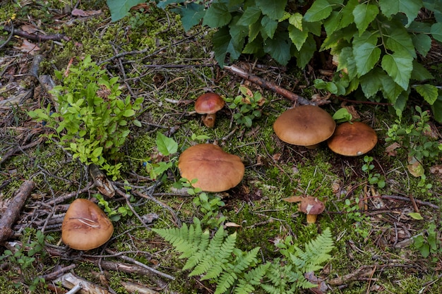 Setas en el bosque.