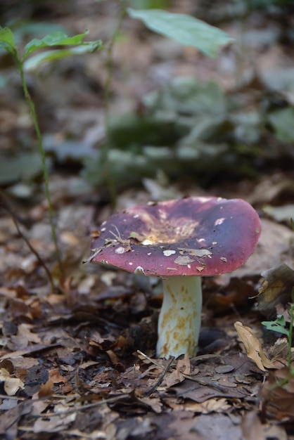 setas en el bosque