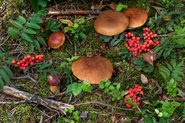 Setas (ceps) en musgo en el bosque.