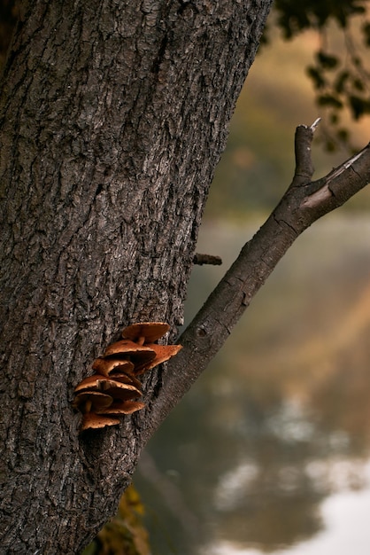 Setas de cerca Concepto de recolección de setas en otoño