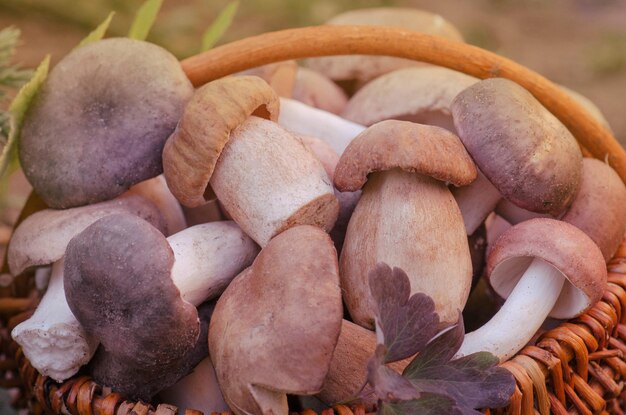 Setas en una cesta Cosecha de boletus de gorra marrón y bosque de otoño Gran cesta de setas