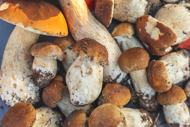 Setas comestibles crudas del otoño de la composición del otoño bollo del centavo en el fondo negro oscuro de la pizarra de piedra ceps ove ...