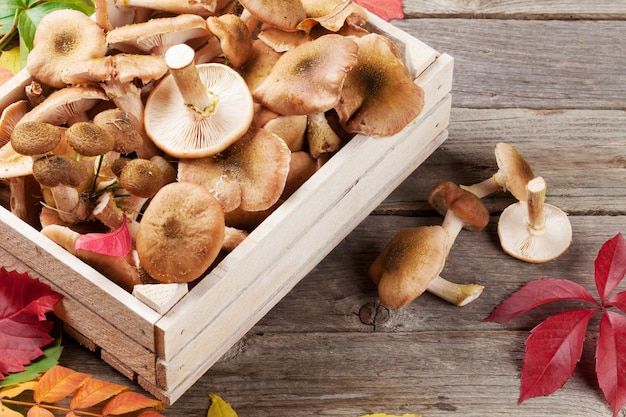 Setas de comida de otoño