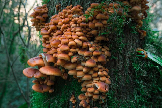 Las setas crecen en la corteza de un árbol junto a un musgo brillante en un hermoso bosque