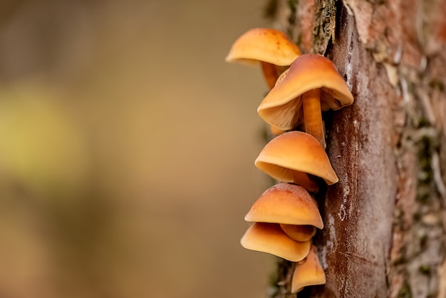 Las setas crecen en el tronco del árbol.