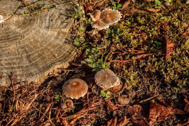 Setas falsas en un tocón viejo en el bosque. Seta en un bosque