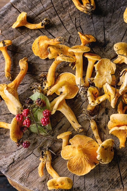 Setas Forrest Chanterelle