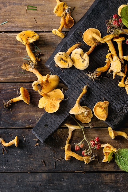 Setas Forrest Chanterelle