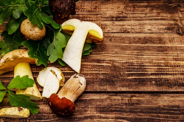 Setas frescas del bosque. Boletus y boletus gourmet, hojas de roble