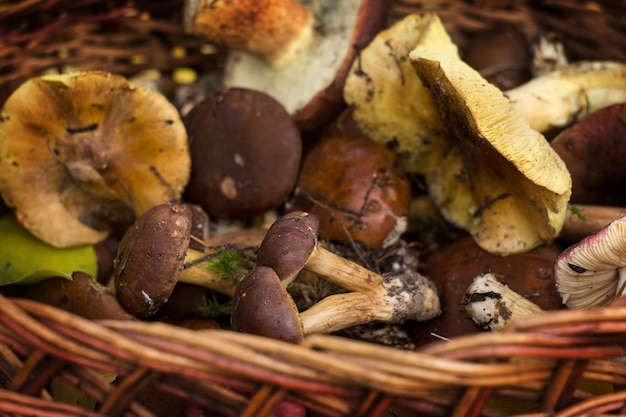 Setas frescas del bosque en una canasta sobre un fondo de hojas de otoño