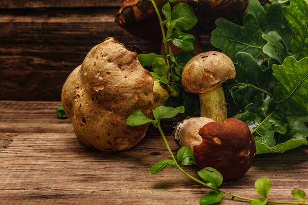 Setas frescas del bosque. Surtido de boletus y boletus gourmet, hojas de roble