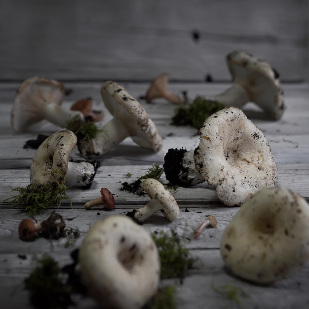 Setas de leche blanca fresca lactarius sobre fondo de mesa de madera