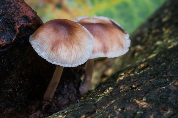 Setas marrones en nichos de piedra