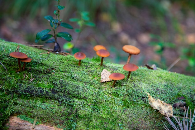 Setas de miel que crecen en un tocón en el bosque de otoño