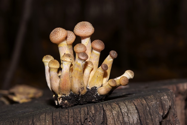 Setas de miel en el tocón de un árbol