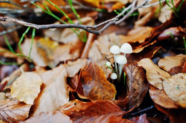 Setas no comestibles blancas en las hojas amarillas en bosque del otoño.