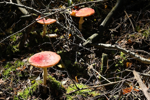 Setas no comestibles rojas del hongo que crecen en el bosque en un día soleado del otoño.