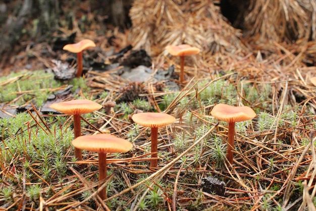 Setas no comestibles de toadstool en el bosque