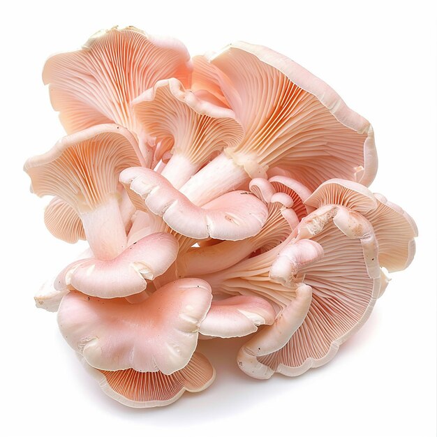 Foto setas de ostras rosadas frescas sobre un fondo blanco