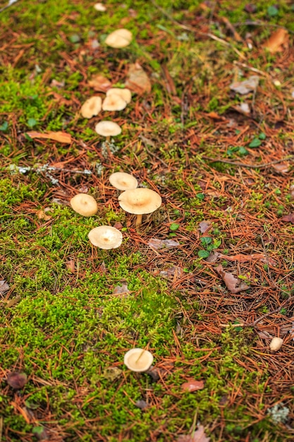 setas de otoño en el suelo