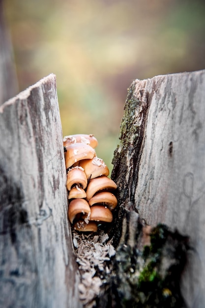 Setas de otoño en un trozo